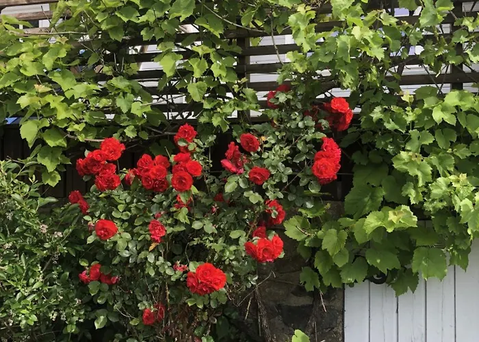 Barnevennlig Med Strand Og Hage - Wifi